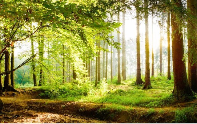 MUSTERBILD Simmerath Grundst�ck Ein St�ck Naturparadies besitzen mitten in der Eifel !!!